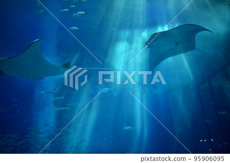 蝠鱝在水族箱中游泳 95906095