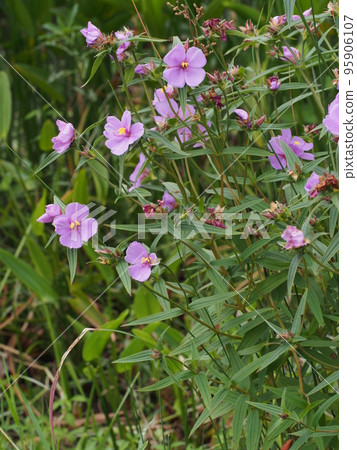 Himenobotan pink flower 95906107