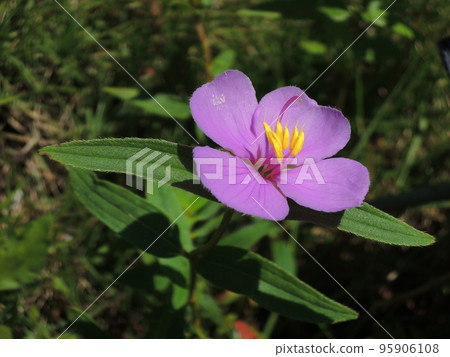 Close-up photo of Himenobotan pink flowers 95906108