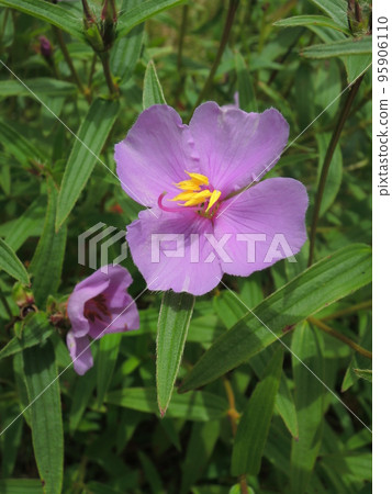 Himenobotan 粉紅色的花 95906110