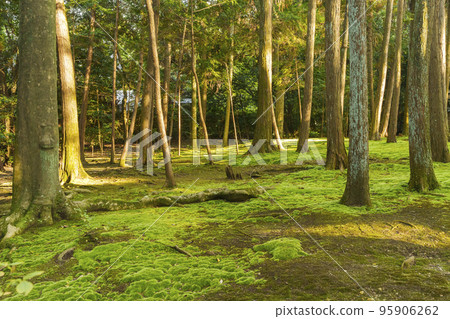Toshodaiji Temple in Nara, the moss garden of Ganjin Wajo Gobyo's mausoleum illuminated by the setting sun Toshodaiji Temple in Nara, the moss garden of Ganjin Wajo Gobyo's mausoleum illuminated by the setting sun 95906262