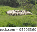 sheep, lambs and goats grazing lush spring grass 95906360