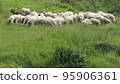 flock of sheep and goats grazing lush spring grass 95906361