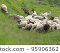 flock of sheep and goats grazing lush spring grass 95906362