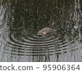 wild coypu swimming in dark tranquil water of marsh 95906364