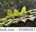 plants (ferns) grown on an old  terracotta tiles roof 95906367
