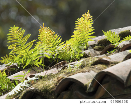 plants (ferns) grown on an old  terracotta tiles roof 95906368