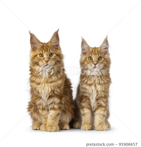 Maine Coon cat kitten on white background 95906657