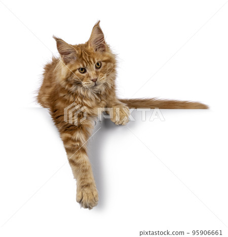 Maine Coon cat kitten on white background 95906661