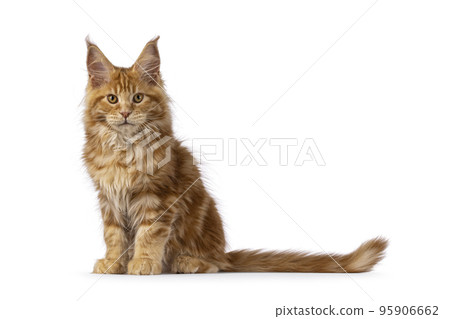 Maine Coon cat kitten on white background 95906662