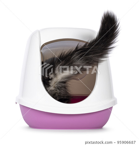 Litterbox with cat on white background Litterbox with cat on white background 95906687