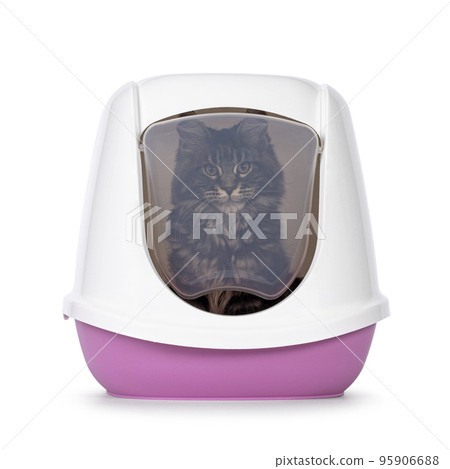 Litterbox with cat on white background Litterbox with cat on white background 95906688