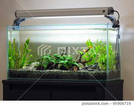 熱帶魚缸/水族館 95906719