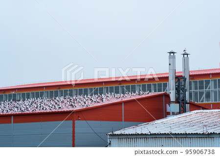 industrial landscape, many seagulls sit on the roof of a fish processing plant industrial landscape, many seagulls sit on the roof of a fish processing plant 95906738