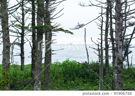 coastal pine forest with dwarf bamboo undergrowth on the Pacific coast, Kuril Islands coastal pine forest with dwarf bamboo undergrowth on the Pacific coast, Kuril Islands 95906788