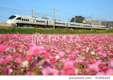 Cosmos in full bloom and the 885 series limited express train (JR Kyushu) 95906895