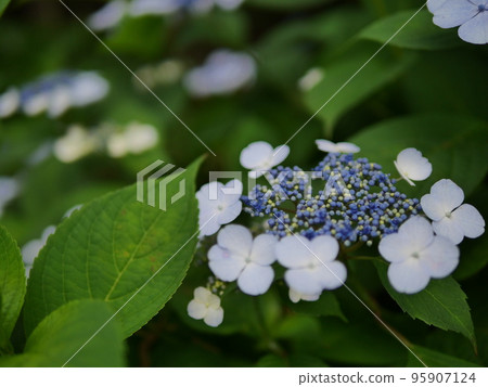 倉池公園繡球花路 95907124