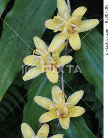 yellow flower yellow flower 95907399
