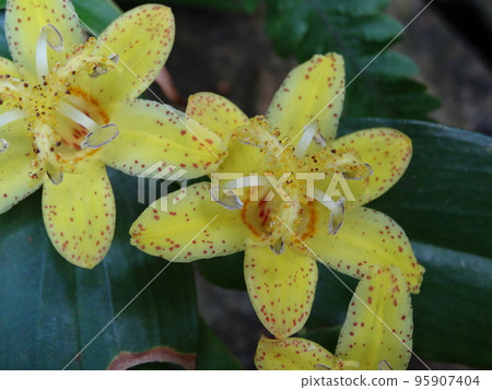 yellow flower yellow flower 95907404