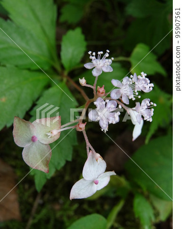 Hydrangea flower Hydrangea flower 95907561