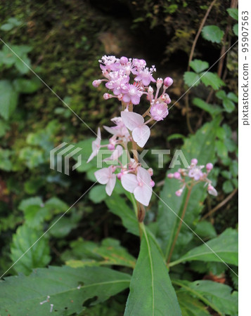 Hydrangea flower Hydrangea flower 95907563
