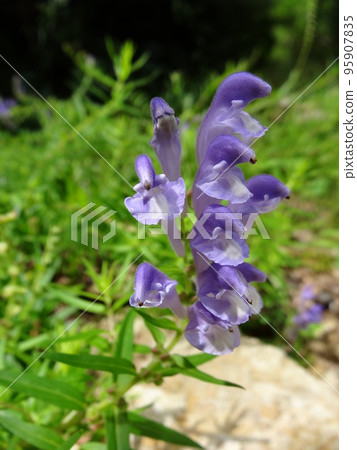 Scutellaria baicalensis flower 95907835