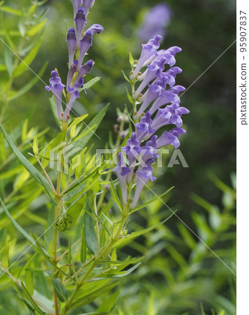Scutellaria baicalensis flower Scutellaria baicalensis flower 95907837