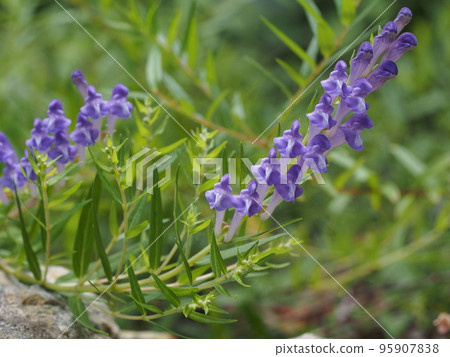 Scutellaria baicalensis flower 95907838