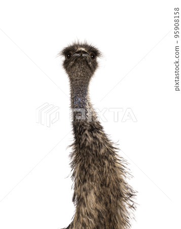 Emu bird on white background 95908158