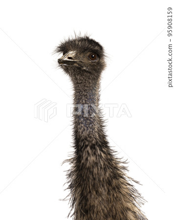 Emu bird on white background Emu bird on white background 95908159