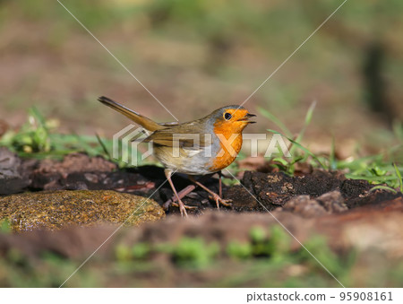Diverse Robin 95908161