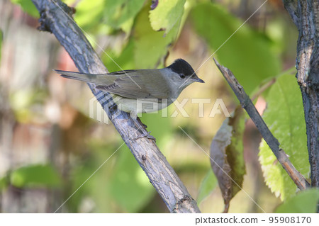 Male Eurasian blackcap 95908170