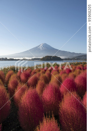 Mt. Fuji and kochia with snow cap (Lake Kawaguchi _ vertical) 95908205