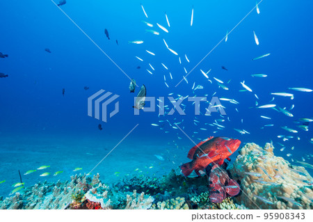 Ogasawara: A flock of Apogon lineatus and Azahata Ogasawara: A flock of Apogon lineatus and Azahata 95908343