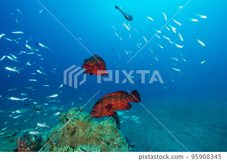 Ogasawara: A flock of Apogon lineatus and Azahata Ogasawara: A flock of Apogon lineatus and Azahata 95908345