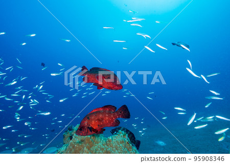 Ogasawara: A flock of Apogon lineatus and Azahata 95908346