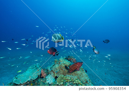 Ogasawara: Yuzen and Azahata 95908354