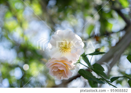 阿爾巴玫瑰和背景散景 95908882