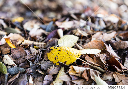 落葉地毯以黃色為中心 95908884