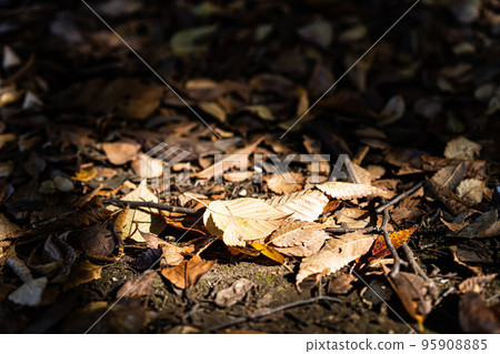 被光照亮的落葉 95908885