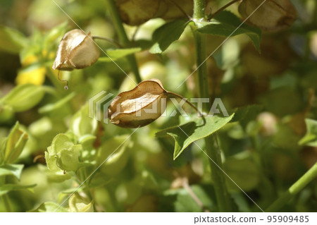 Monkey flower Monkey flower 95909485