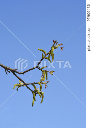 Common walnut 95909486