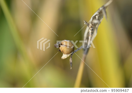 Powdery alligator-flag 95909487