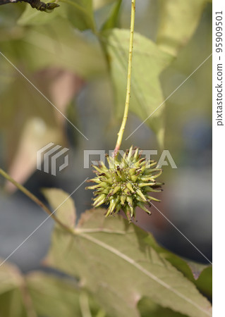 American sweetgum American sweetgum 95909501