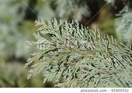 Lawsons Cypress Triomf van Boskoop Lawsons Cypress Triomf van Boskoop 95909502