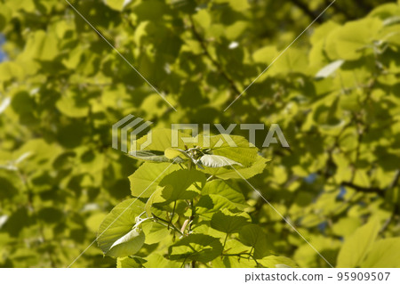 Broad-leaved lime Broad-leaved lime 95909507