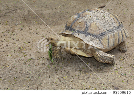 Sulcata tortoise in the garden at thailand Sulcata tortoise in the garden at thailand 95909610