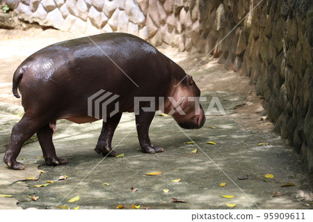 Dwarf hippopotamus in the garden Dwarf hippopotamus in the garden 95909611