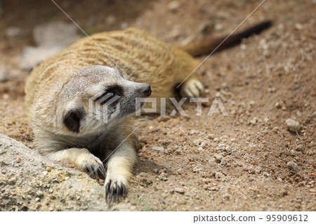 The Suricata suricatta or meerkat is sit down and rest on sand floor 95909612