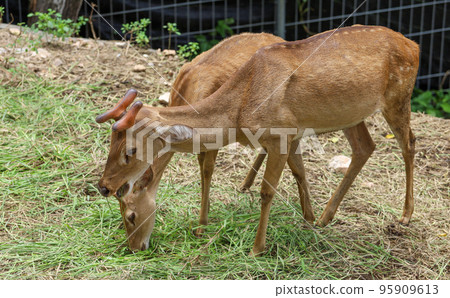 The female deer in garden at thailand 95909613